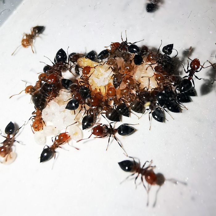 Редкие экзотические муравьи Crematogaster schmidti. Самовывоз Киев