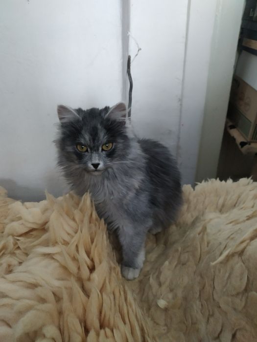 Кішка-норвежка Вік -3 місяці  500 грн.