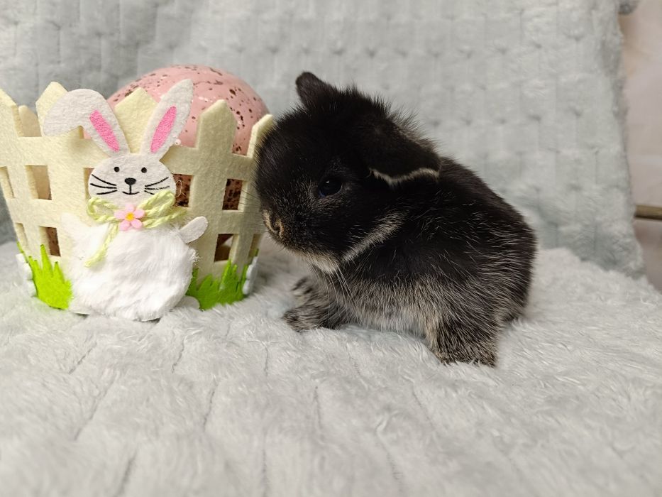 Mini Lop samczyk RADOM