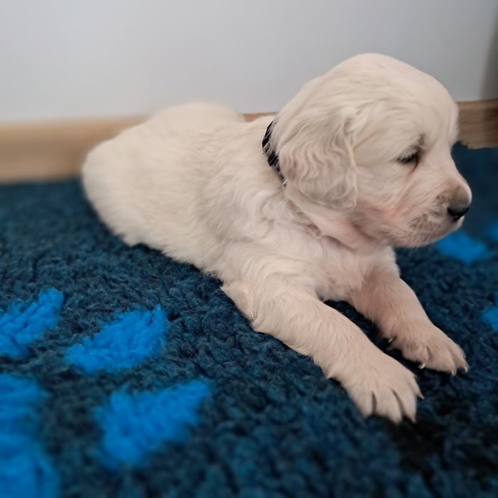 Golden retriever piesek-rezerwacjia