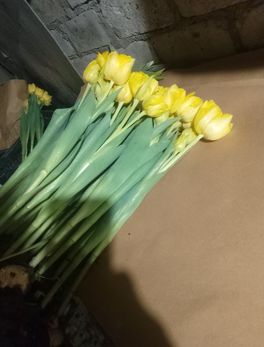 Продам тюльпани оптом  на 14 лютого та 8 березня