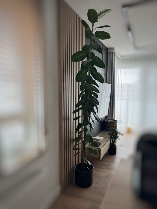 Fikus elastica robusta