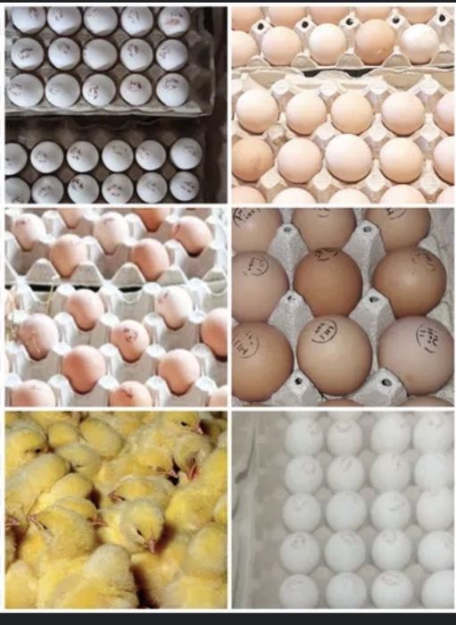 Італ‘янська несушка Інкубаційні яйця