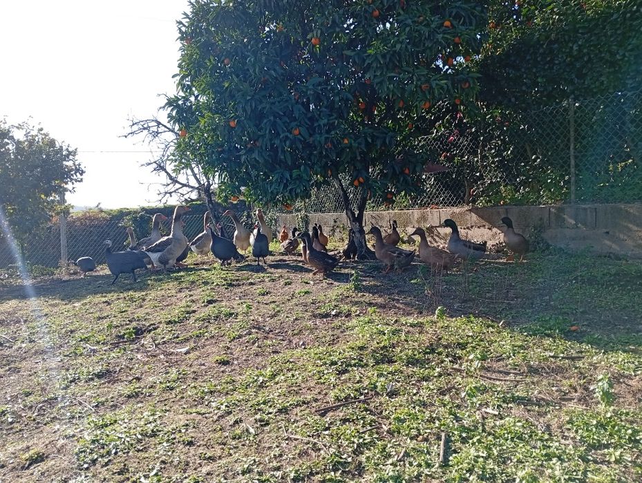 Gansos patos reais galinhas da Ângola