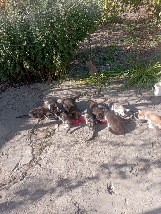 Віддам в добрі руки.