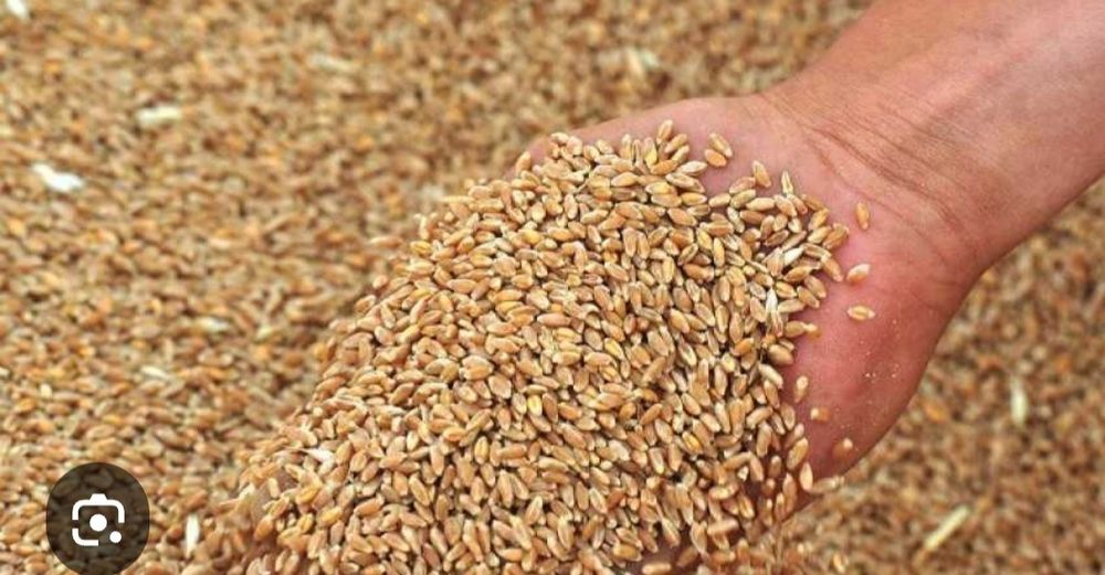 Зерно кукурудзи,