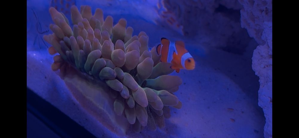 Ukwial Quadricolor rainbow
