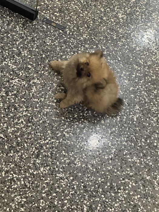 Чарівні малюки померанського шпіца, міні, готові до переїзду