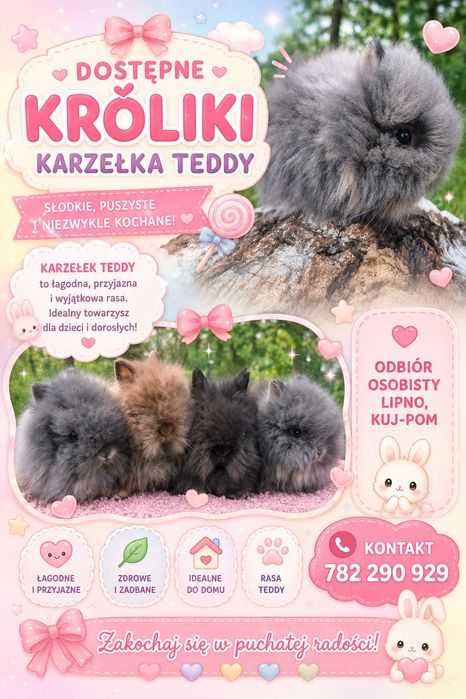 Karzełek Teddy - Rasa długowłosa