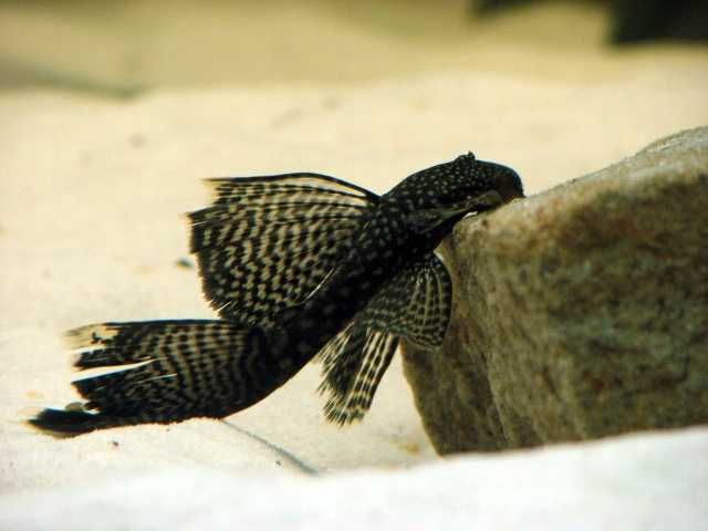 GB Zbrojnik Weloniasty "Glonojad" - dowóz ryb!