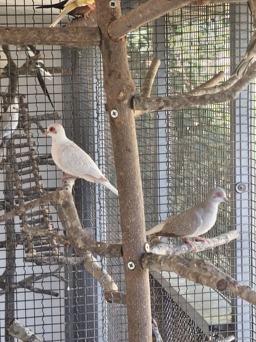 Rolas diamante adultas