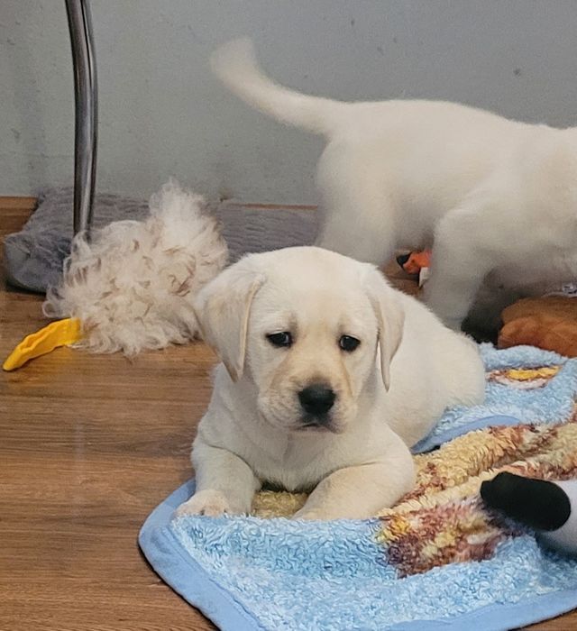 Labrador retriever rodzice pochodzenia FCI