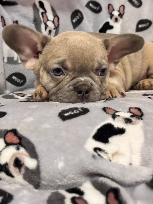 Дівчинка французький бульдог