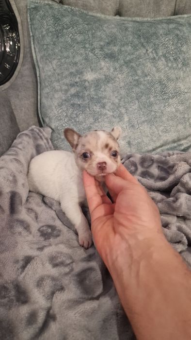 Chihuahua top top