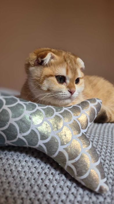 Scottish Fold дівчинка доступна до резерву