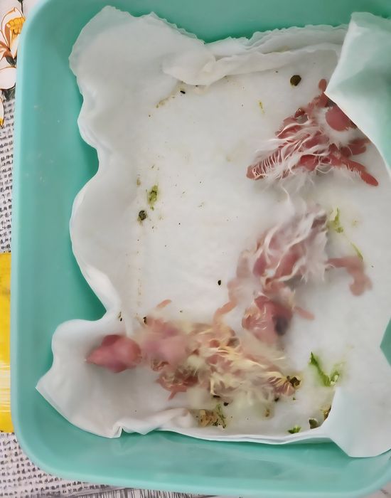 Caturras 100% domesticadas