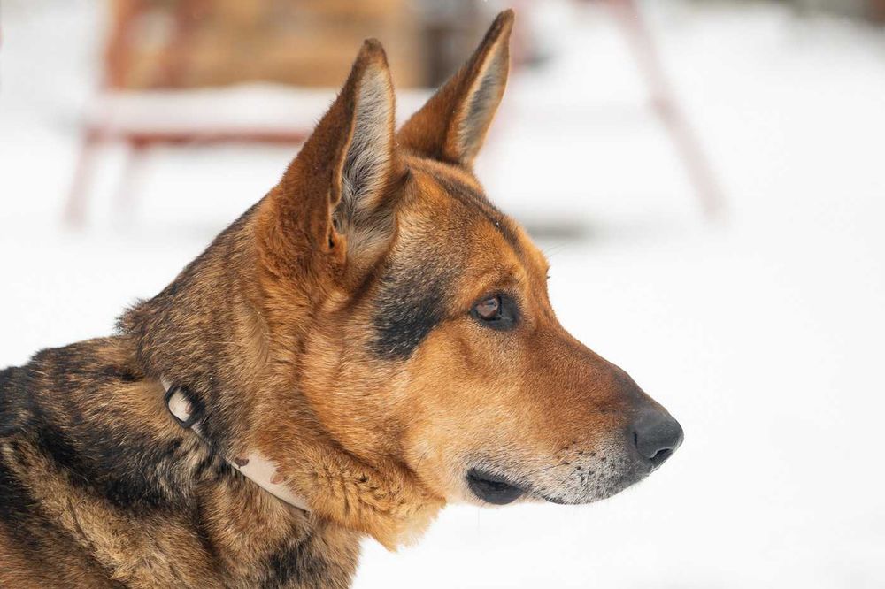 Sierżant owczarek mix szuka domu schronisko -Zgierz -aktualne