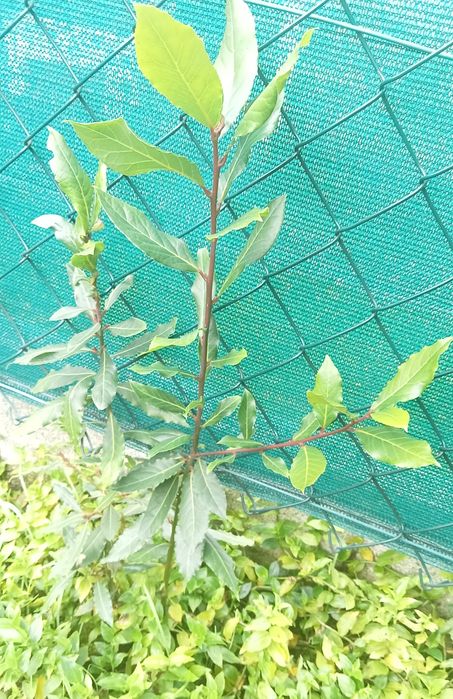 Loureiro Árvore loureiro