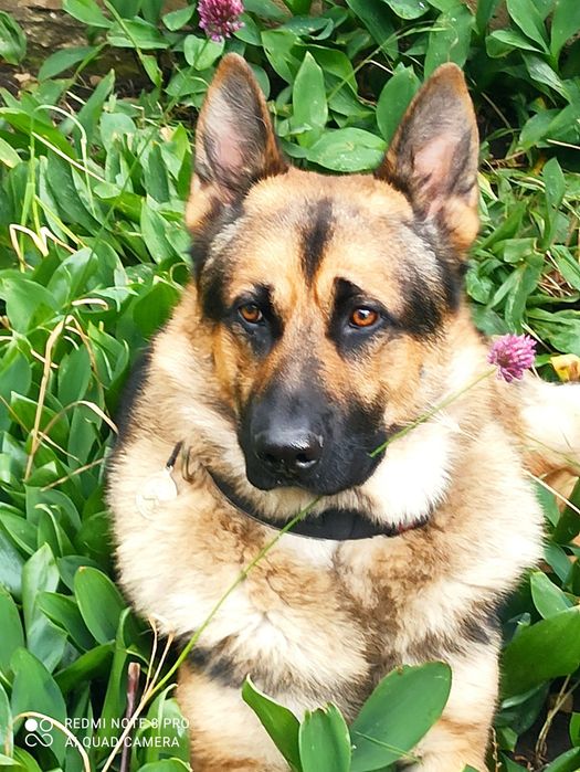 Вязка Немецкая овчарка