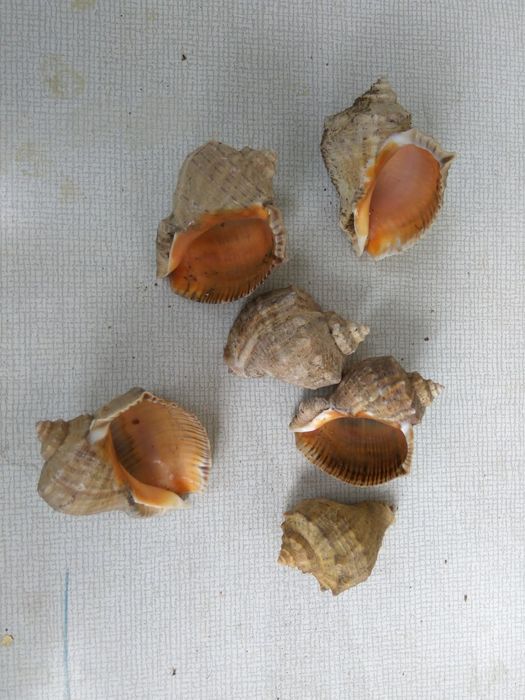 Ракушки рапана  .