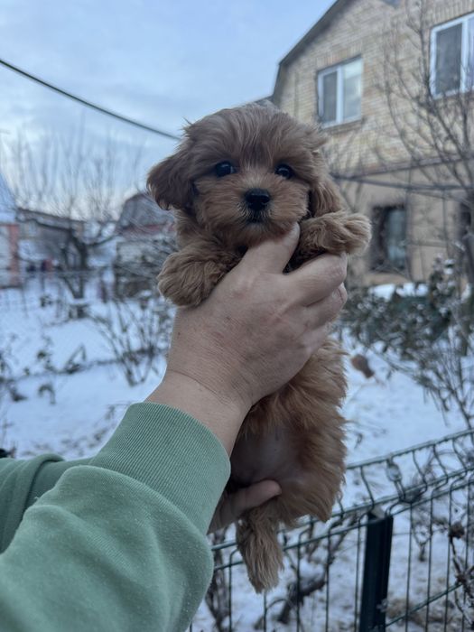 Цуценята  мальтипу  в Києві