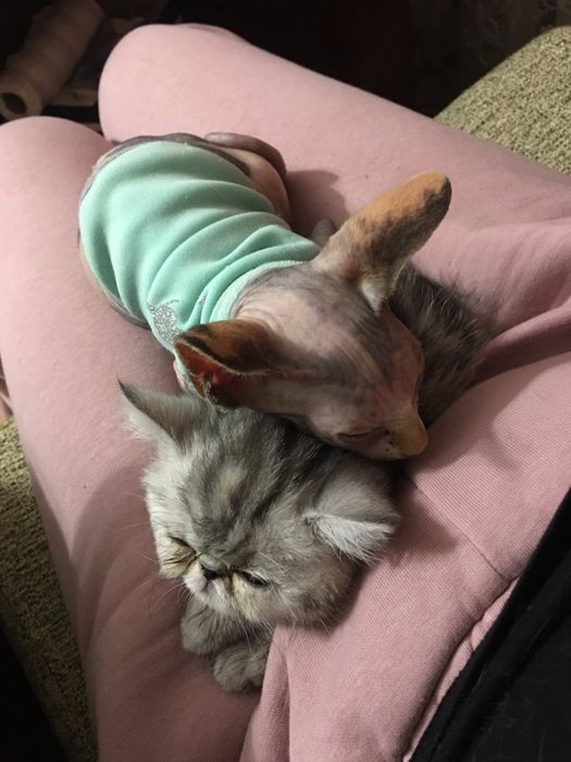 Квартирная передержка/отель