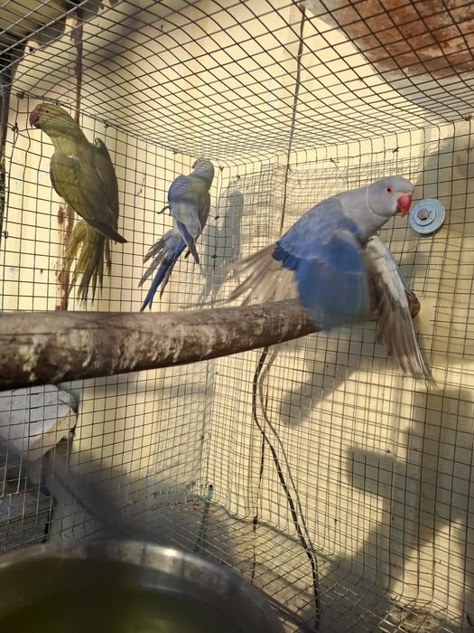 Varios  Ring Neck para venda