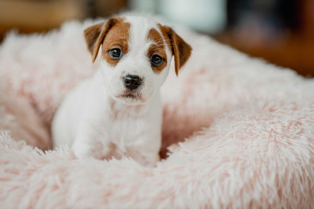 Parson Russell Terrier ZKwP