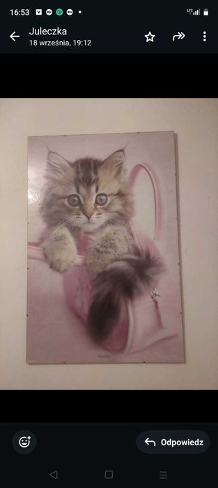 Obraz w antyramie kotek