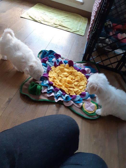 Maltanczyk suczka aktualne