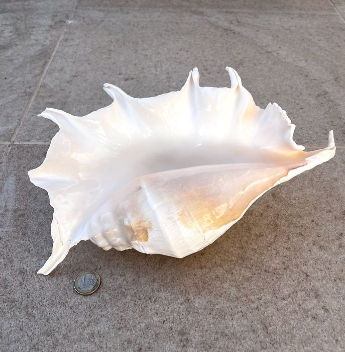 Búzio grande — 40€