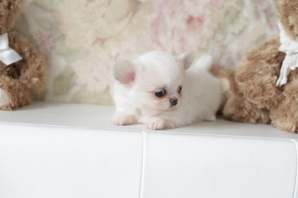 Chihuahua fci chłopak długowłosy