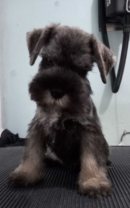 Schnauzer Mini Qualidade Entrega Norte