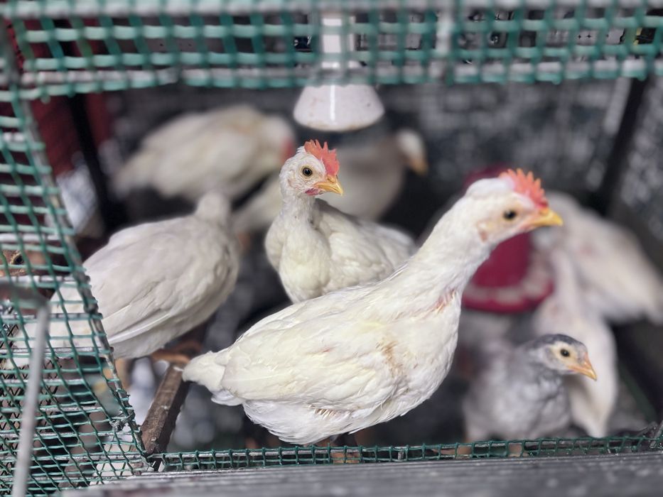 Frangas e frandos leghorn e poedeira