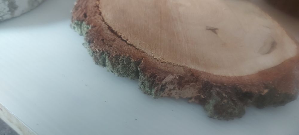 Plastry brzozy suche nie szlifowane