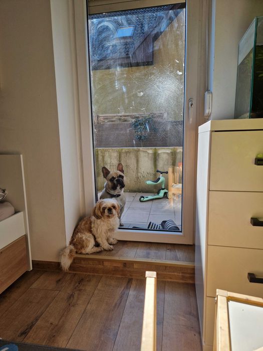 Buldog francuski rodowód paszport