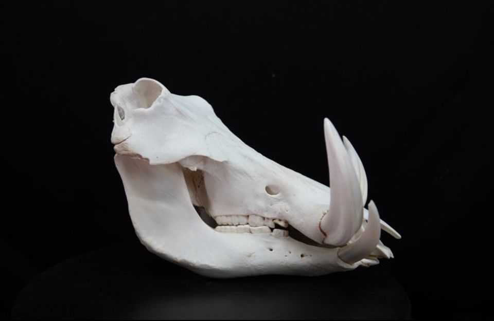 Crânio Javali Africano