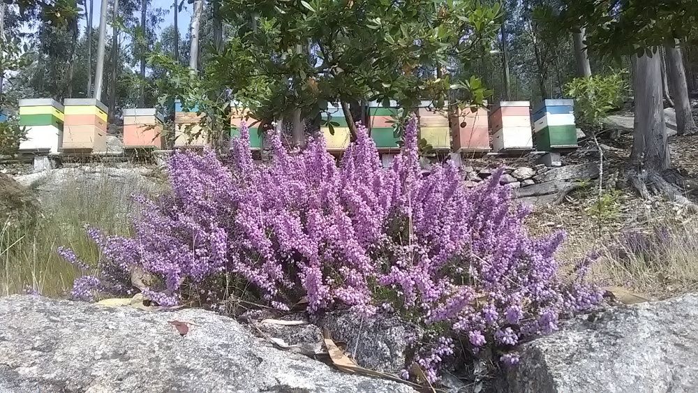 Enxames de abelhas Apis mellifera e rainhas