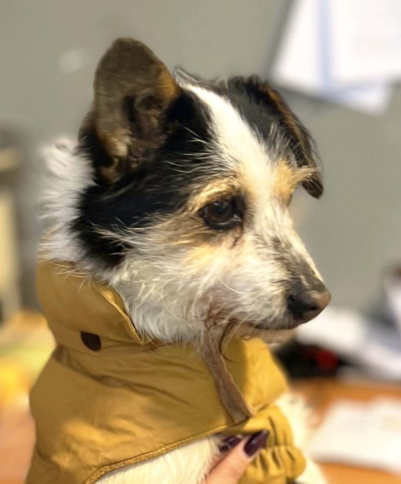 Cynamonek gorąco poleca się do adopcji...