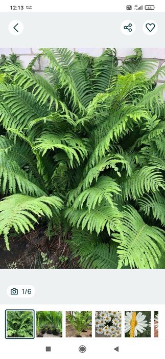 Папоротник  вулична  квітко   3 шт  50 грн