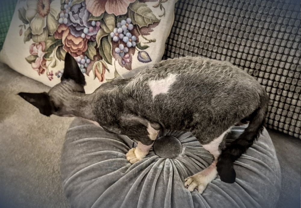 Devon rex Remus unikatowy kocurek
