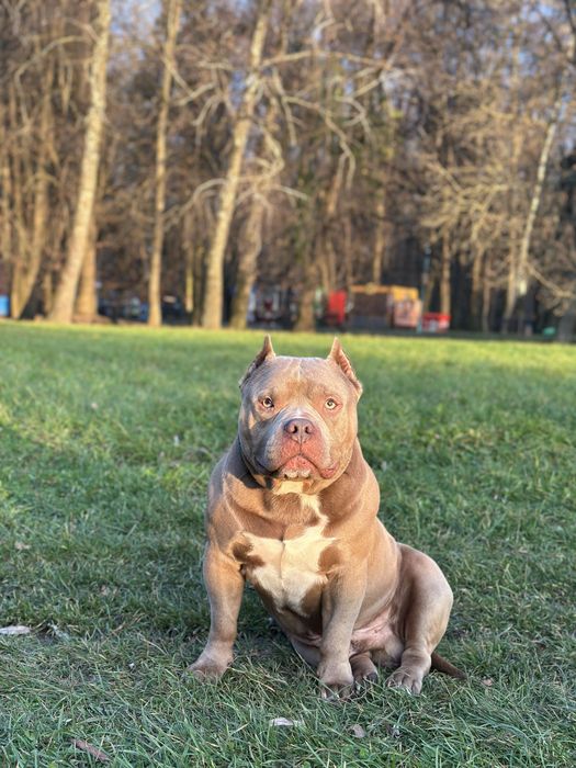 American bully standart