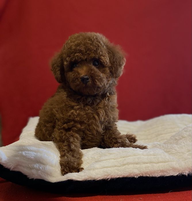 Той пудель дівчинка