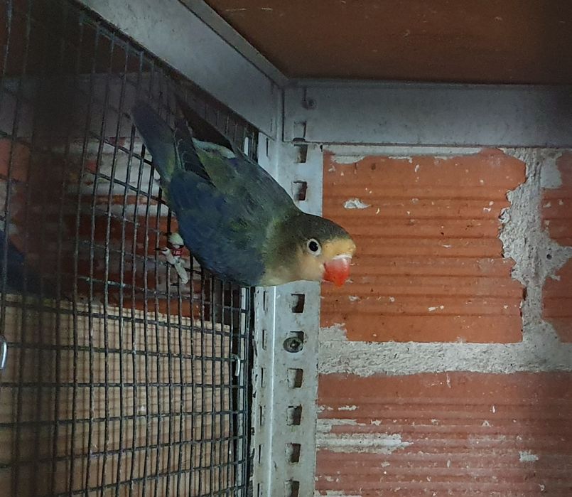 Agapornis fischers para cedência.