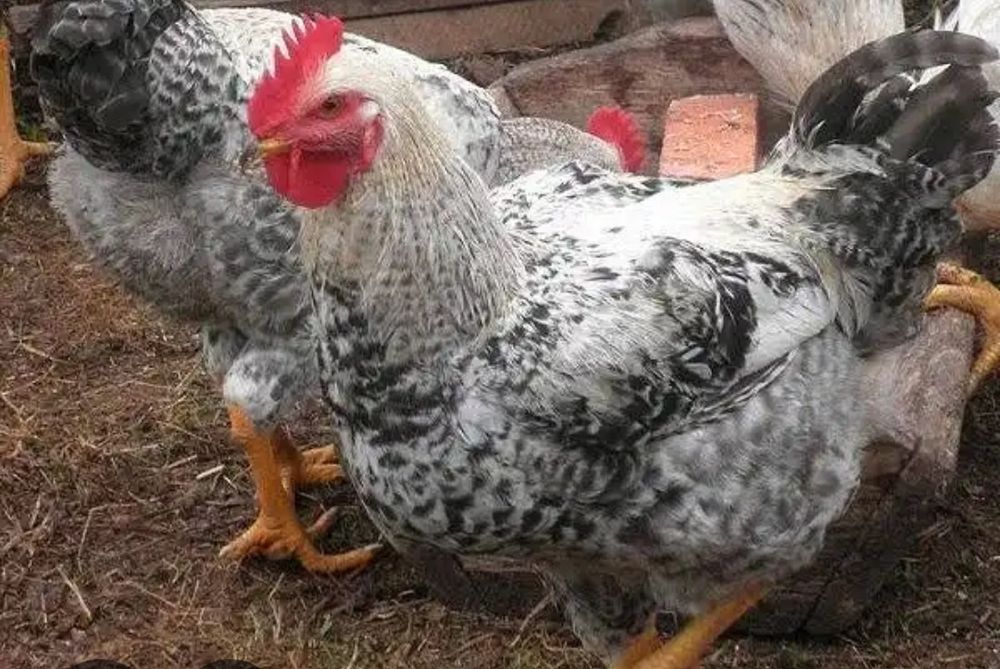 Інкубаційні яйця МАЙСТЕР ГРЕЙ у продажі