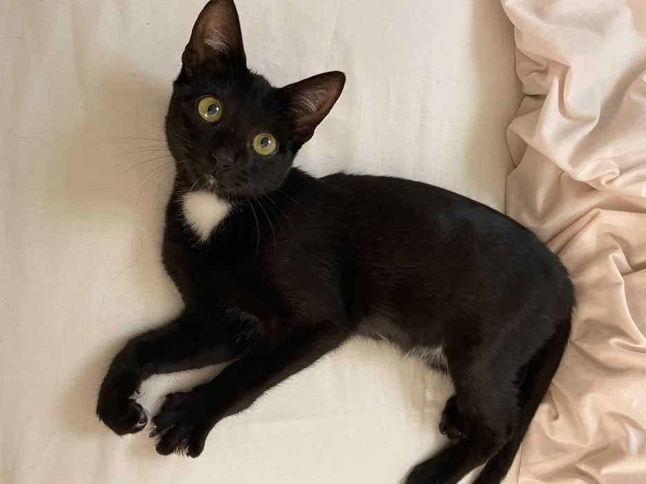 Sou o Jiji, um gatinho muito fofinho e educado