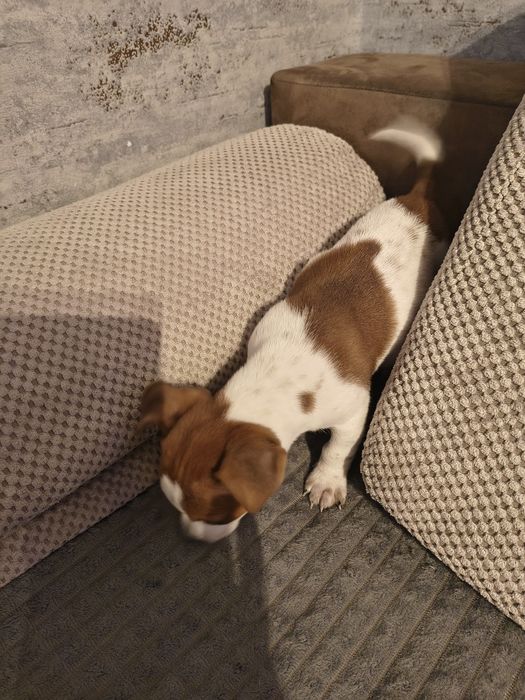 Jack Russell terrier suczka