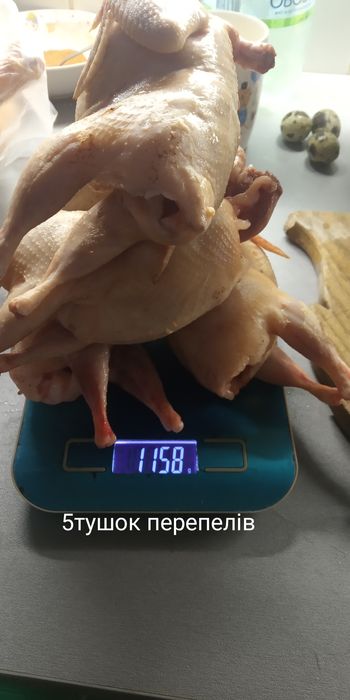 Яйця інкубаційн в інкубатор і  перепел несушка універсальної породи