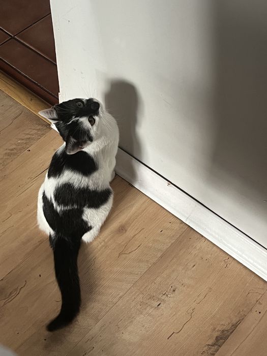 Zagninęła czarno biała kotka