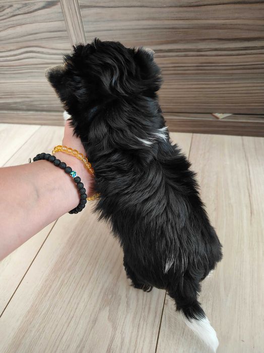 Yorkshire terrier Biewer